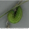 tr phryne praepupa volg